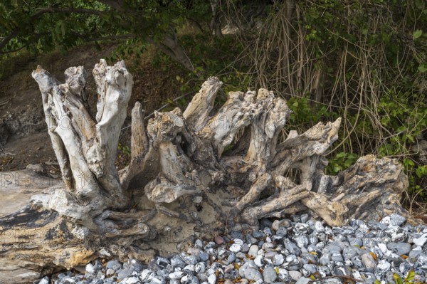 Tree roots on Gakower Ufer, dead wood, Sassnitz, Jasmund National Park, Rügen, island, Baltic Sea,
