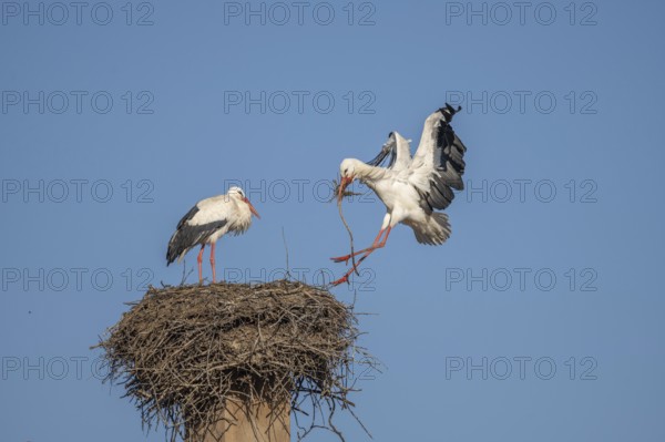 Two white storks (ciconia ciconia) can be seen in a tree. One is on the nest while the other