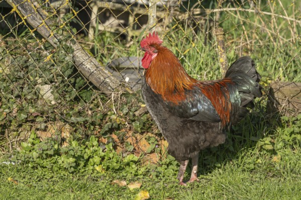 Cock is standing in the field. The morning sun gives its plumage a wonderful light. He observes his