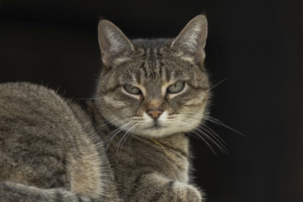 A gray cat is lying on a piece of furniture. He's looking straight ahead. The light is dimmed and