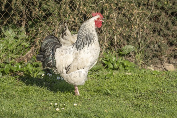 Cock is standing in the garden. The grass is green with a few white flowers. It is sunny and cock
