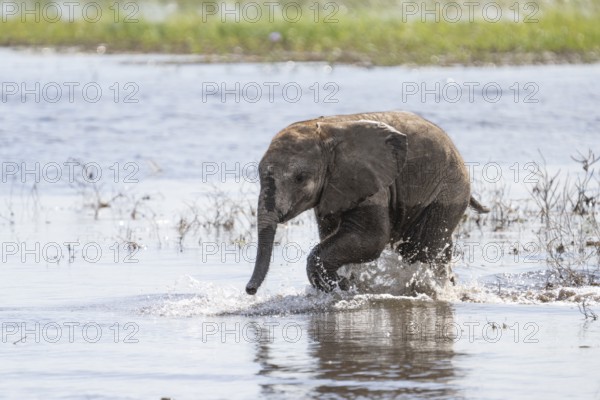 Baby elephant (Loxodonta africana) walking through shallow water of the Chobe River. Chobe National