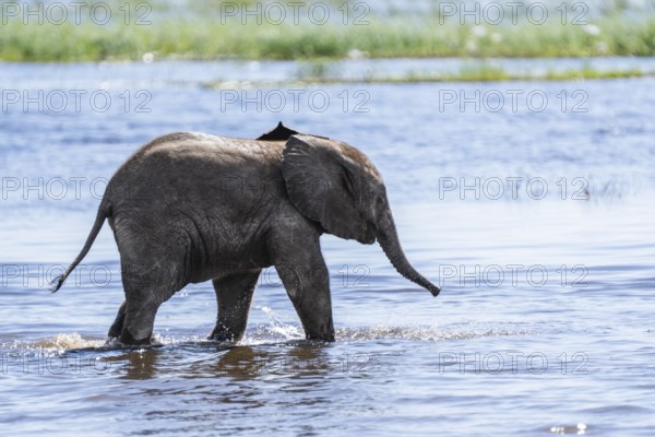 Baby elephant (Loxodonta africana) wading through shallow water of the Chobe River. Chobe National
