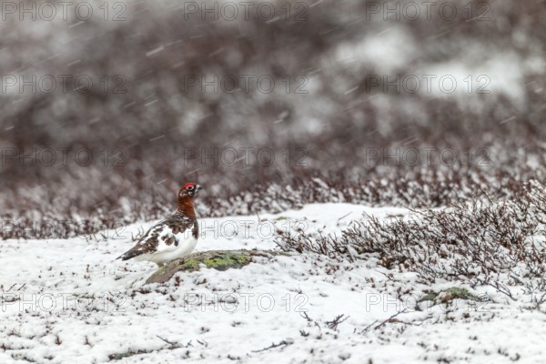A sudden onset of winter in May does not disturb the male willow ptarmigan (Lagopus lagopus),