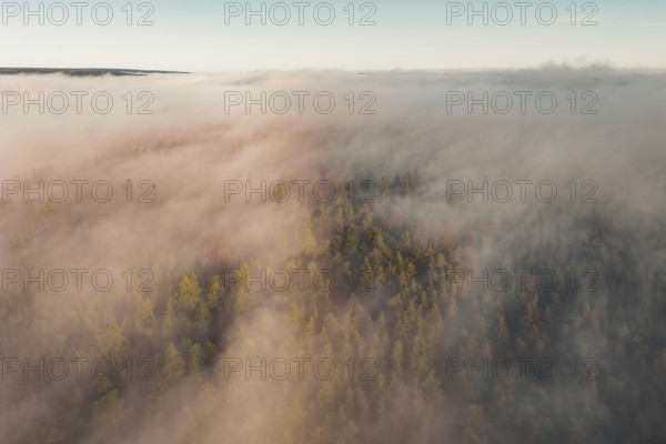 Thick fog over a forest at sunrise, with soft colors and a peaceful morning atmosphere, Gechingen,
