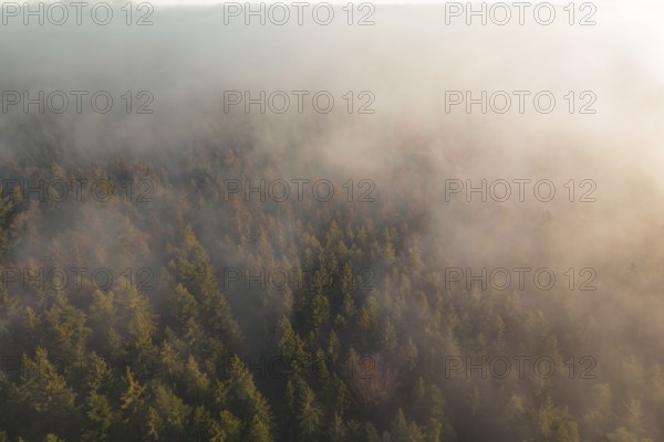 Aerial view of wooded area with fog moving across trees, soft and calm atmosphere, Gechingen, Calw