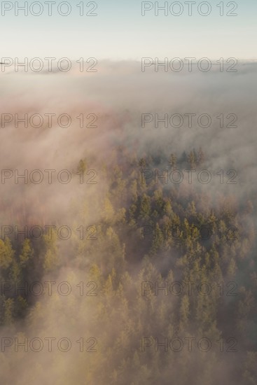 Thick fog in the forest at sunrise, dipping the trees in a peaceful atmosphere, Gechingen, Calw