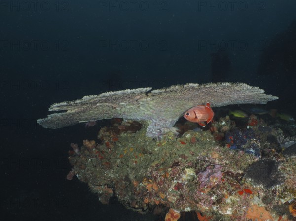 A single fish seeks shelter under a large table coral (Acropora natalensis) in the sea. Dive site