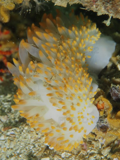 Lively nudibranch with yellow and white colours, gas flame nudibranch (Bonisa nakaza), under water.