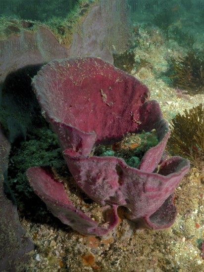 A red broad-leaved sponge (Clathria (Clathria) with a striking texture underwater. Dive site Aliwal