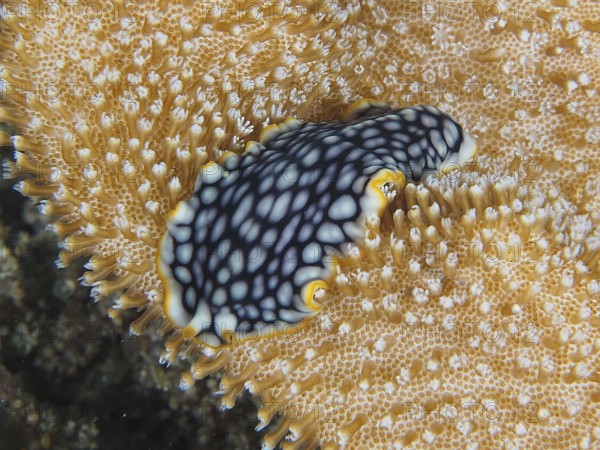 Fascinating swirl worm, brilliant swirl worm (Pseudoceros scintillatus) with black and white