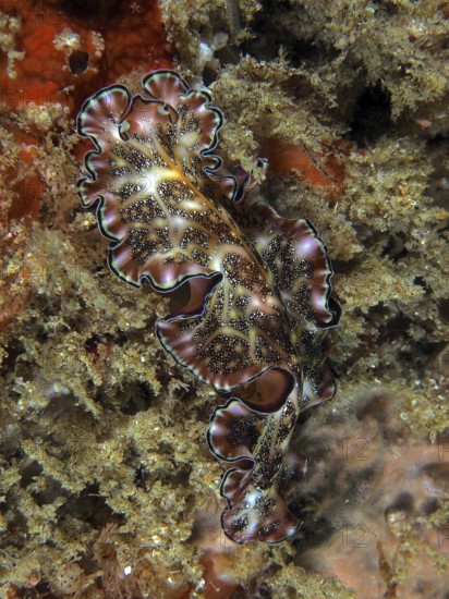 Whirlpool worm with a variety of textures, Persian carpet whirlpool worm (Pseudobiceros bedfordi),