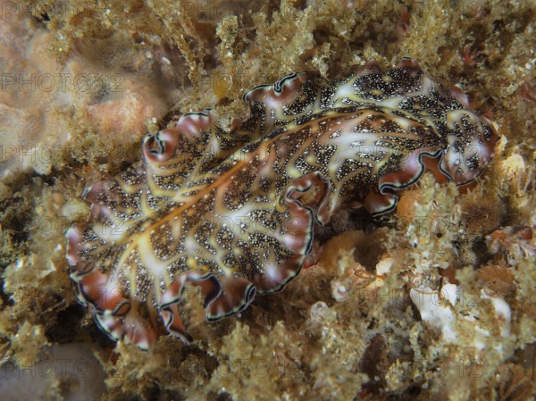 Living whirlpool worm with complex pattern, Persian carpet whirlpool worm (Pseudobiceros bedfordi)