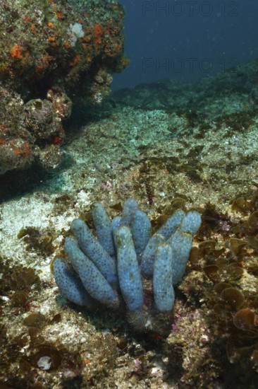 A Blue Sea Squirt (Pseudodistoma africanum) in a calm underwater environment. Dive site Aliwal