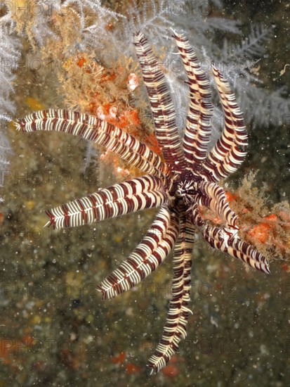 Feathered starfish with striped arms, sawtooth starfish (Oligometra serripinna), in a coral