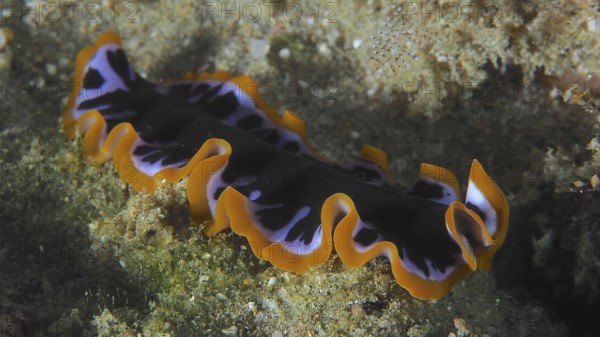 Striking yellow and black swirl worm (Pseudoceros) with a black and orange pattern. Dive site