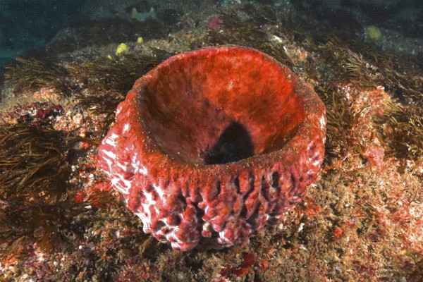 Red, glowing sea sponge, vase sponge (Haplosclerida) on the seabed, illuminated by the light. Dive