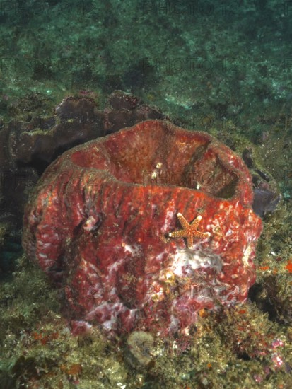Red sea sponge, vase sponge (Haplosclerida), with a starfish on a coral reef. Dive site Aliwal