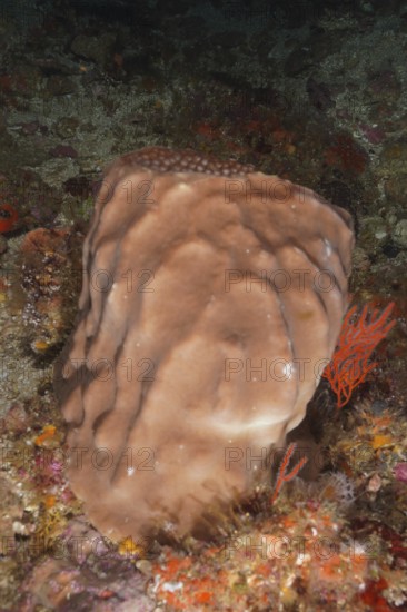 Brown coloured sea sponge, vase sponge (Haplosclerida), surrounded by corals. Dive site Protea