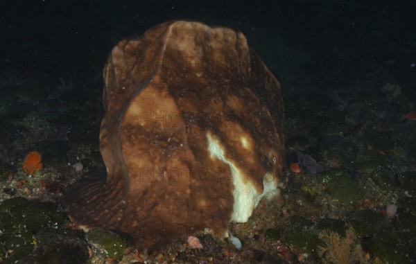 Dark brown sea sponge, vase sponge (Haplosclerida), in the shade on a reef. Dive site Protea Banks,