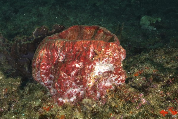 Red sea sponge, vase sponge (Haplosclerida), with starfish on a reef. Dive site Aliwal Shoal,