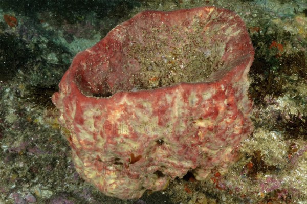 A reddish sea sponge, vase sponge (Haplosclerida) on the seabed with beige elements. Dive site