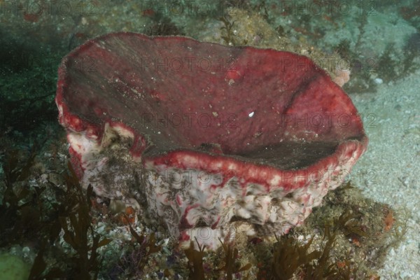 A red sea sponge, vase sponge (Haplosclerida) grows on the seabed under water. Dive site Aliwal