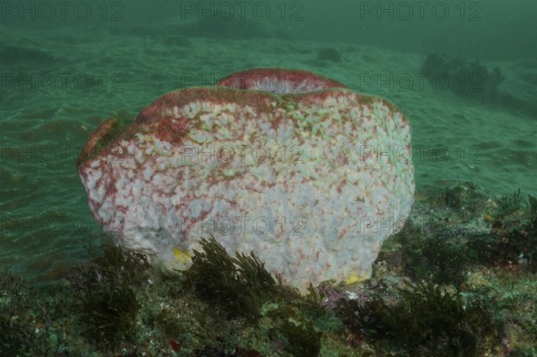 Barrel sponge, vase sponge (Haplosclerida) protrudes from the seabed in the green water. Dive site