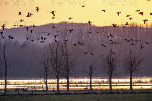 Bislicher Insel, in winter, floods in the floodplains due to Rhine flooding, nature reserve on the
