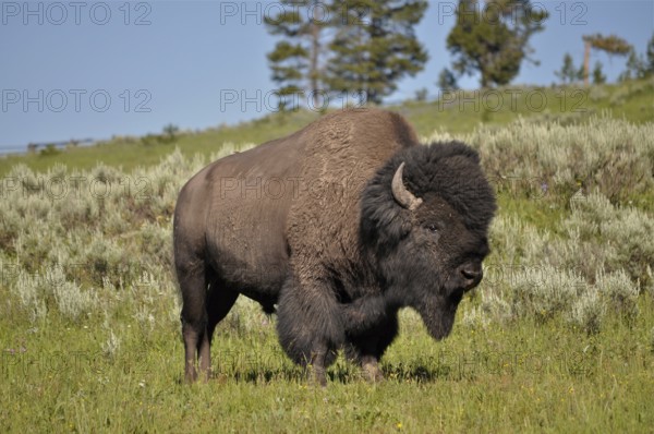 American Bison (Bos bison) standing in a green meadow in a natural setting, Yellowstone National