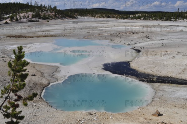Geothermal springs with turquoise water in a vast, barren landscape with trees in the background,