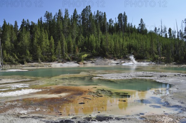 Greenish hot springs in the midst of a volcanic forest landscape, surrounded by steam and bright