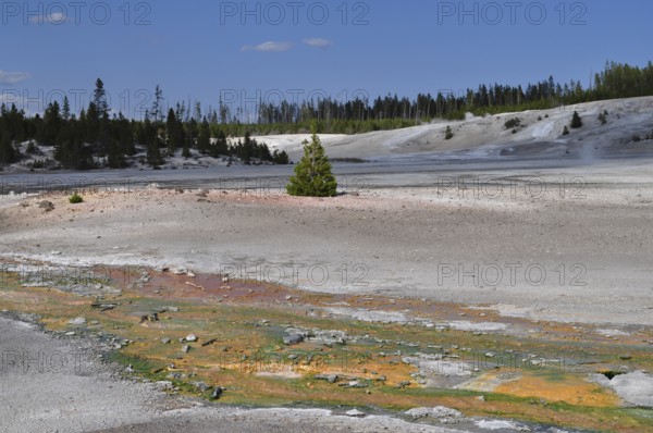Wide, barren volcanic landscape with a small green tree and colorful deposits under a blue sky,