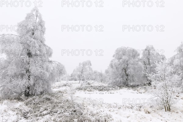 Moor landscape with hoarfrost in winter, High Fens, Hautes Fagnes, Wallonia, Belgium