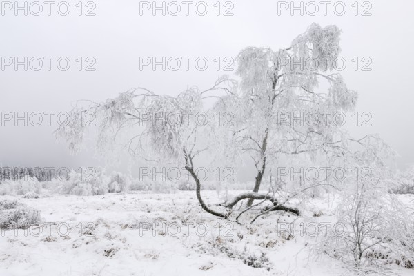 Bog birch (Betula pubescens) with hoarfrost in winter, High Fens, Hautes Fagnes, Wallonia, Belgium
