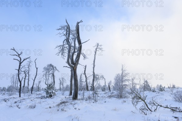 Dead pine trees with hoarfrost in high moor, Noir Flohay, High Fens, Hautes Fagnes, Ardennes,