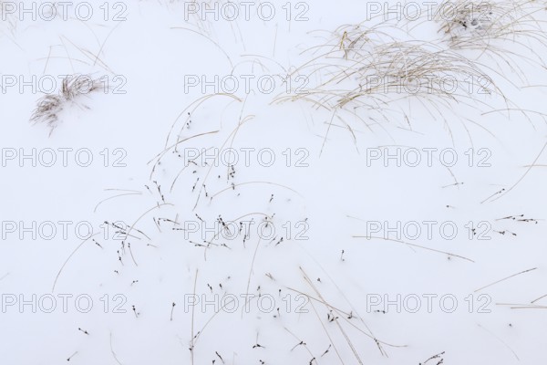 Grasses in snow, winter, High Fens, Hautes Fagnes, Ardennes, Belgium