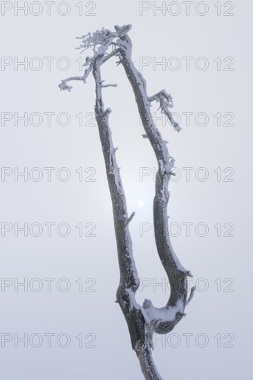 Dead pine with hoarfrost and fog in high moor, Noir Flohay, High Fens, Hautes Fagnes, Ardennes,