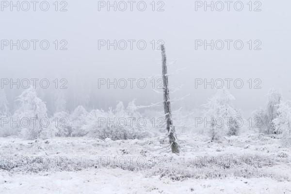 High moor with hoarfrost in winter, High Fens, Hautes Fagnes, Wallonia, Belgium