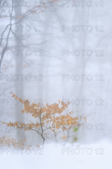 Small copper beech (Fagus sylvatica) with autumn leaves in a wintry forest, Ölberg, Siebengebirge,