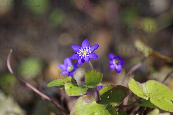 Liverwort (Hepatica nobilis), purple, spring, flower