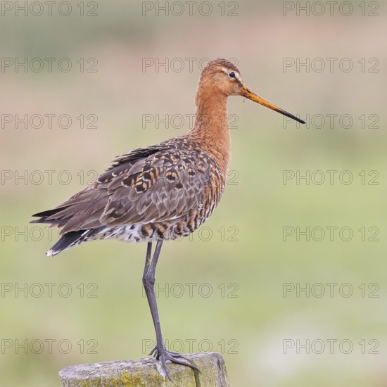 Black-tailed godwit (limosa limosa), on a perch, on a fence post, snipe birds, wildlife, nature