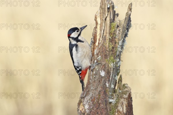 Great spotted woodpecker (Dendrocopos major), male, foraging on a tree stump overgrown with moss