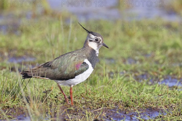 Northern Lapwing (Vanellus vanellus), in breeding plumage, foraging on a moor, wildlife, Lembruch,