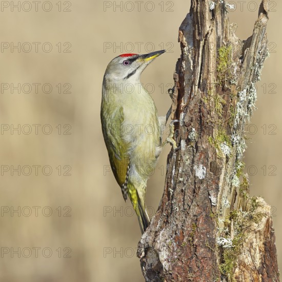 Grey-headed woodpecker (Picus canus), male sitting on a tree stump overgrown with moss and lichen,