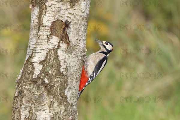 Great spotted woodpecker (Dendrocopus major), male, foraging on the trunk of a common birch (Betula