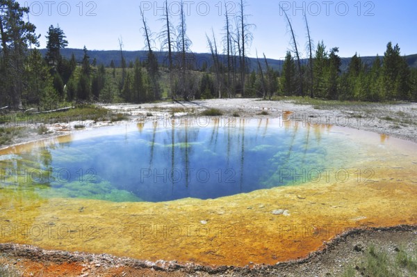 A hot spring surrounded by trees with blue water and vivid yellow and green edges, Yellowstone
