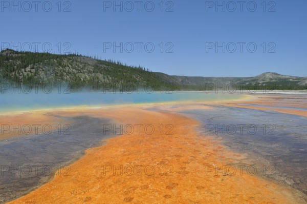 Colorful geothermally active landscape with steam and forest in the background, Grand Prismatic