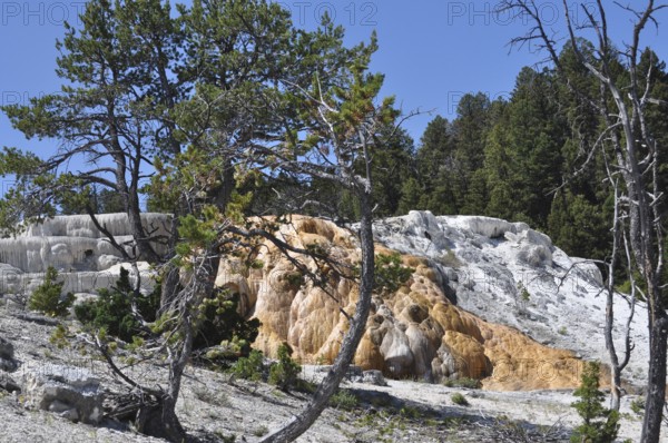 Hill with mineral deposits and hot springs surrounded by trees, Yellowstone National Park, Wyoming,