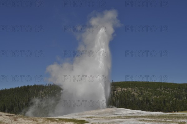 A geyser erupts and blows a high cloud of steam into the clear blue sky, Old Faithful, Yellowstone